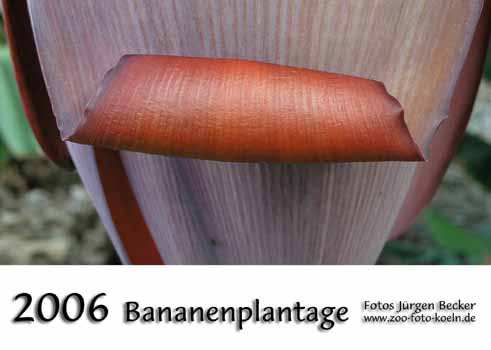 Deckblatt: Bananenblüte