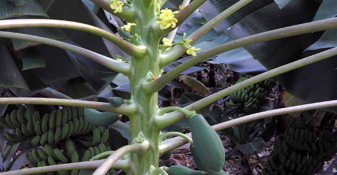 Juni: Papaya-Pflanze mit Blüten und Früchten