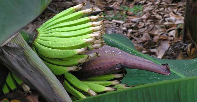 September: Die Bananen biegen sich hoch und machen den nachwachsenden kleineren Platz.