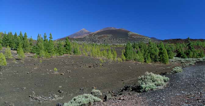 Juni: Kiefern im Naturschutzpark auf der Hochebene mit Blick auf den Berg Teide