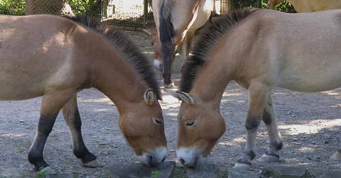 Dezember: Przewalski-Pferde