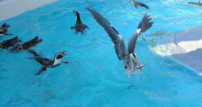 Ein Graureiher stiehlt den Pinguinen einen Fisch