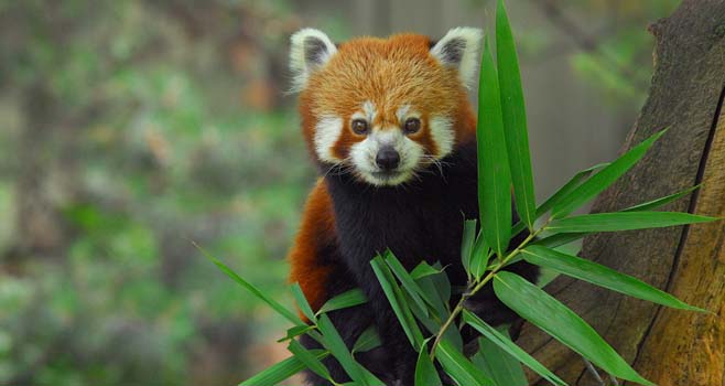 Kleiner Panda beim Abendessen