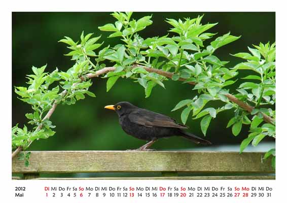 05__Mai__10d_DSB_4719_Amsel