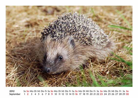 09__September__10d_DSB_5567_Igel