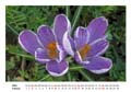 02__Februar__08d__P3195076_Krokus