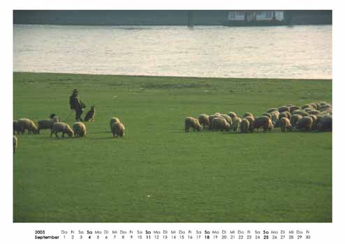 September: Schäfer auf der Poller Rheinwiese