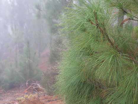 Die Kiefern haben sehr lange Nadeln, mit denen sie die Passatwolken "kämmen". Diese Wassertropfen liefern das Grundwasser auf Teneriffa.