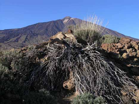 Blick auf den über 3.700 Meter hohen Teide, den höchsten Berg der Kanarischen Inseln.