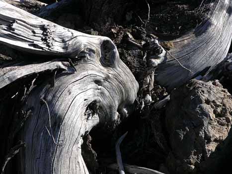 Totes Holz, ausgeblichen von der starken Sonnenstrahlung.