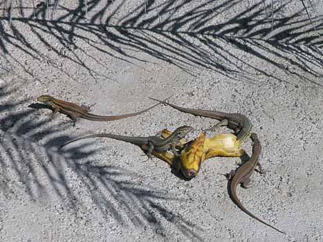 Die kleinen "Um's-Haus"-Echsen beim Festschmaus. Es kamen etwa 20 Tiere und haben doch nur eine halbe Banane geschafft.