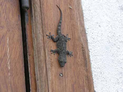 Gecko am Fensterrahmen