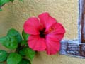 Hibiskus am Ferienhaus